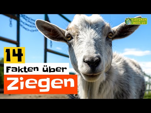 Video: Was ist der Unterschied zwischen einem Schaf und einer Ziege?