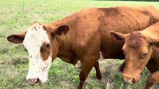 Granman In The Explosion Of Grass 20260422