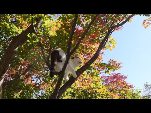 秋の庭とねこ。-Autumn Garden and Cats.-