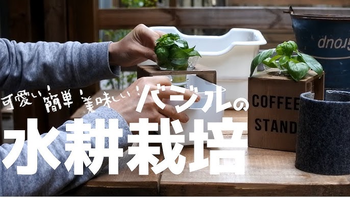 ペットボトルでお手軽 野菜の水耕栽培 Youtube ペットボトルでお手軽 野菜の水耕栽培 Youtube