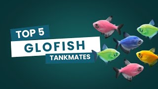 Top 5 Glofish Tank Mates