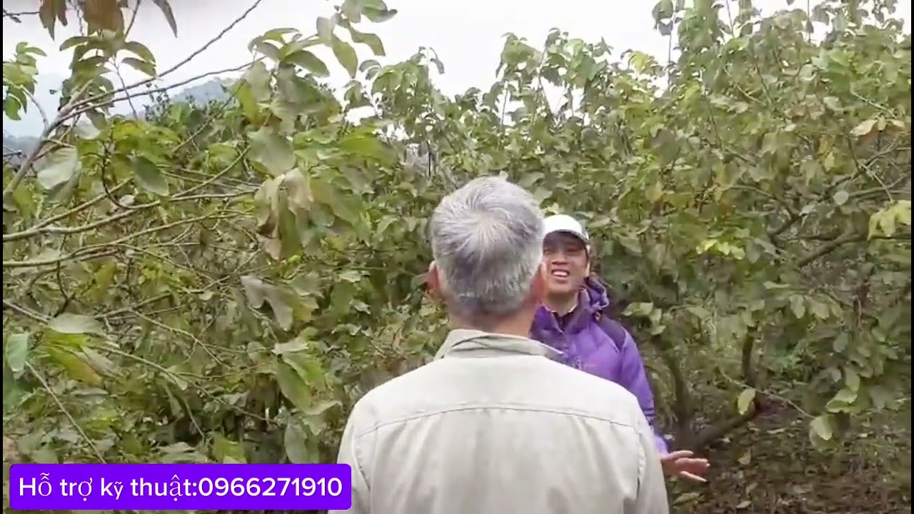 ( Phần 4) Kỹ thuật cắt cành, bắt quả cho cây na thái đạt năng suất cao.