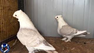 Oriental Frill ,Blondinette,Old German Owl ,Blue Chequer,O  owl,Fancy pigeons,Orientální racek