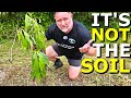 Why Avocado Trees Die Even in GOOD Soil thumbnail