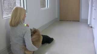 Norfolk Terrier Puppy Makes Funny Noises Playing Fetch