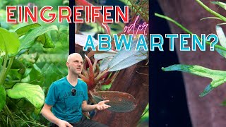 Mangelerscheinungen oder normale Eigenheiten? Aquarienpflanzen verstehen