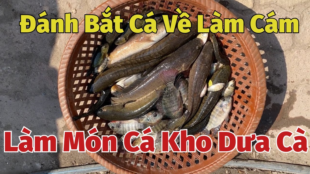 Đánh Bắt Cá Về Làm Cám Và Làm Món Cá Kho Dưa Cà