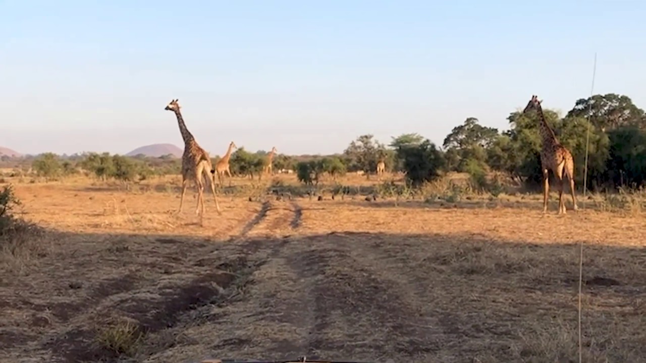 Acclimatization Day at Ndarakwai Ranch