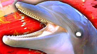 why Dolphins should go extinct Wealth