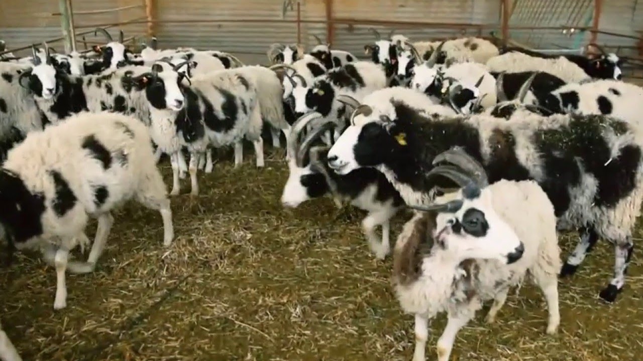 The Semitic Jacob's Sheep