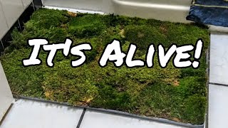 A Better Moss Bathmat 