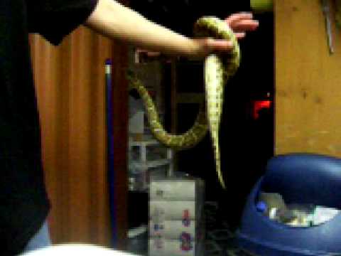 handling my burmese python