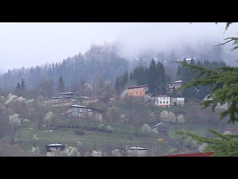 სოციალურად დაუცველი ოჯახი  დახმარებას ითხოვს