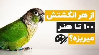 👀🧠طوطی گرینچیک چیه و چرا محبوب ترین طوطی شده؟