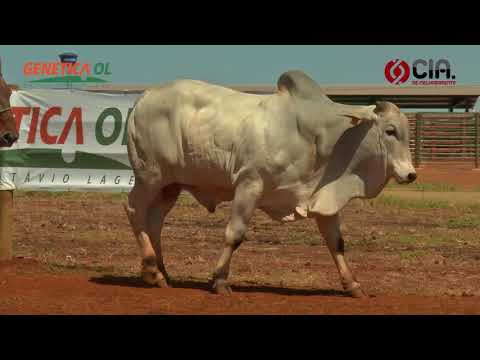 Lote 69 V9062115 - Bateria 14 - Leilão de Touros Genética OL - 2017