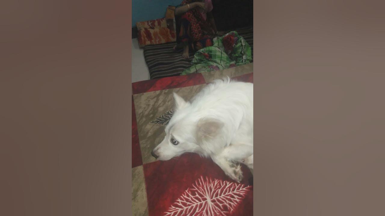 haye-haye-song-sheru-tu-ac-ka-full-maja-le-raha-hai-bhai-sheru-ki