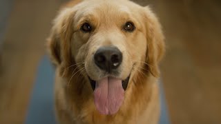 The Vets  Bringing Pet Care Home | TV Commercial by Filmkraft