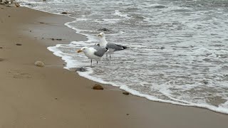 The great meal steal. Gulls vs cormorants.