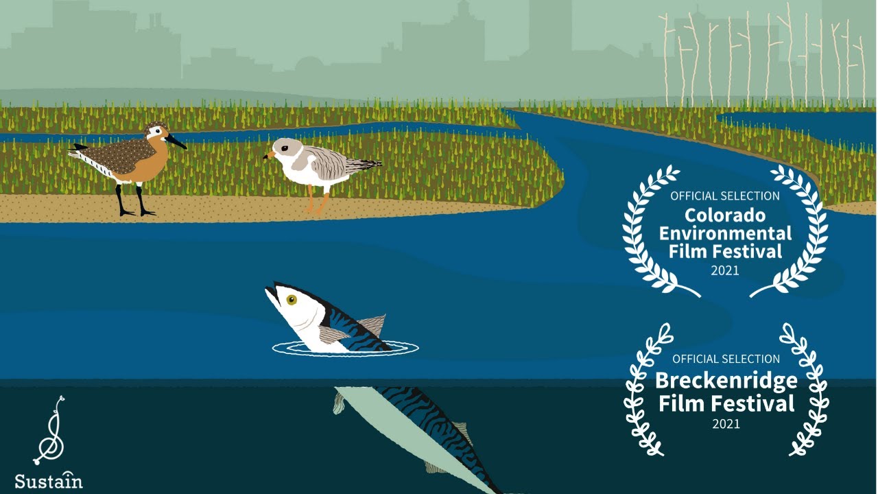 Songscape: Forsythe National Wildlife Refuge with Ben Sollee - Slackwater