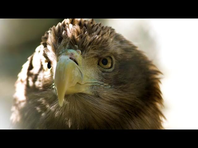 Sonido del Águila Real - Audio del Aguila Real - Llamada del Aguila Real -  YouTube