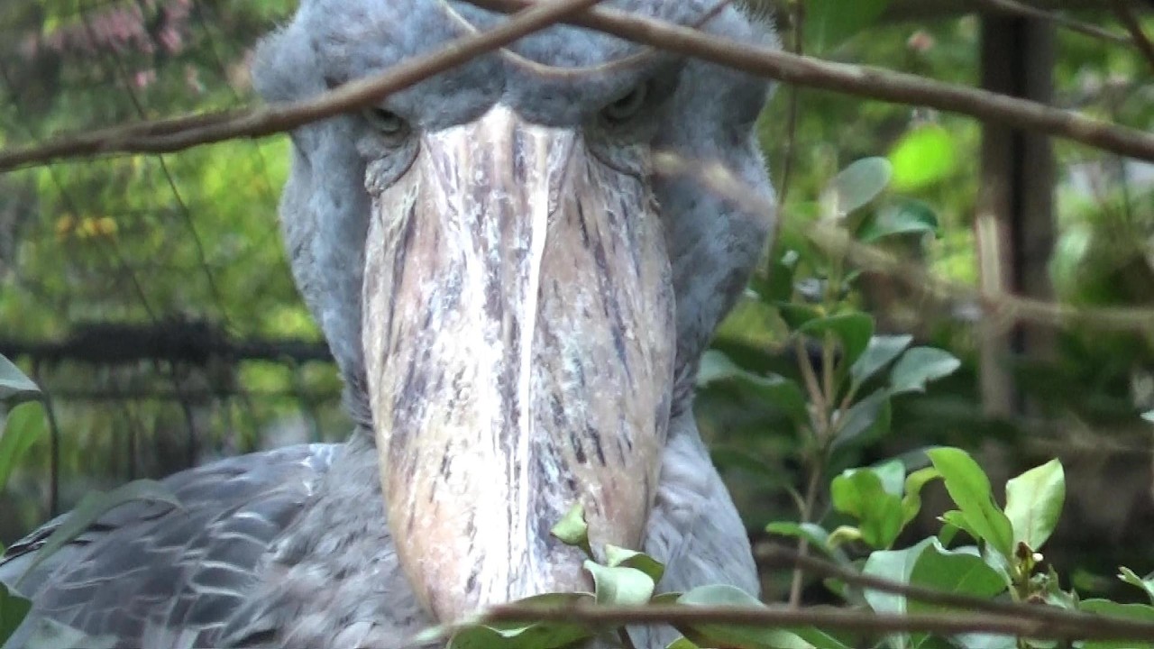 ハシビロコウさんが可愛い❤ Cute shoebill #171 【Cute animal videos