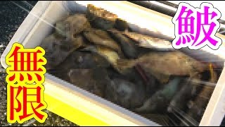 #1 釣りよかの皆が大好きなあの魚が無限に釣れた！