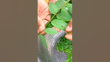 Món Đặc Sản Kinh Dị Ở Tây Nguyên Nhộng Muồng Tôm Rừng | TÂY BẮC TV #shorts