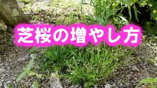 芝桜の増やし方 Youtube