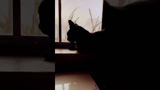 Big Black Cat Says Hello! on this Foggy Morning   #bigblackcat #cat #blackcatlife