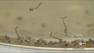 91 Human West Nile Virus Cases Reported In California As Officials Encourage Risk Reduction