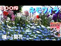 【100均のネモフィラ】種まきから開花の記録！素敵に可愛く咲きました！