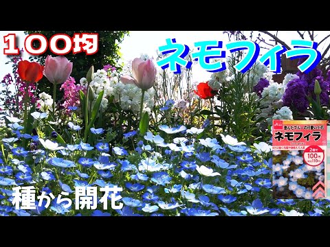 【100均のネモフィラ】種まきから開花の記録!素敵に可愛く咲きました! hqdefault