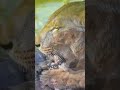 牛骨をかじる「イチゴ」