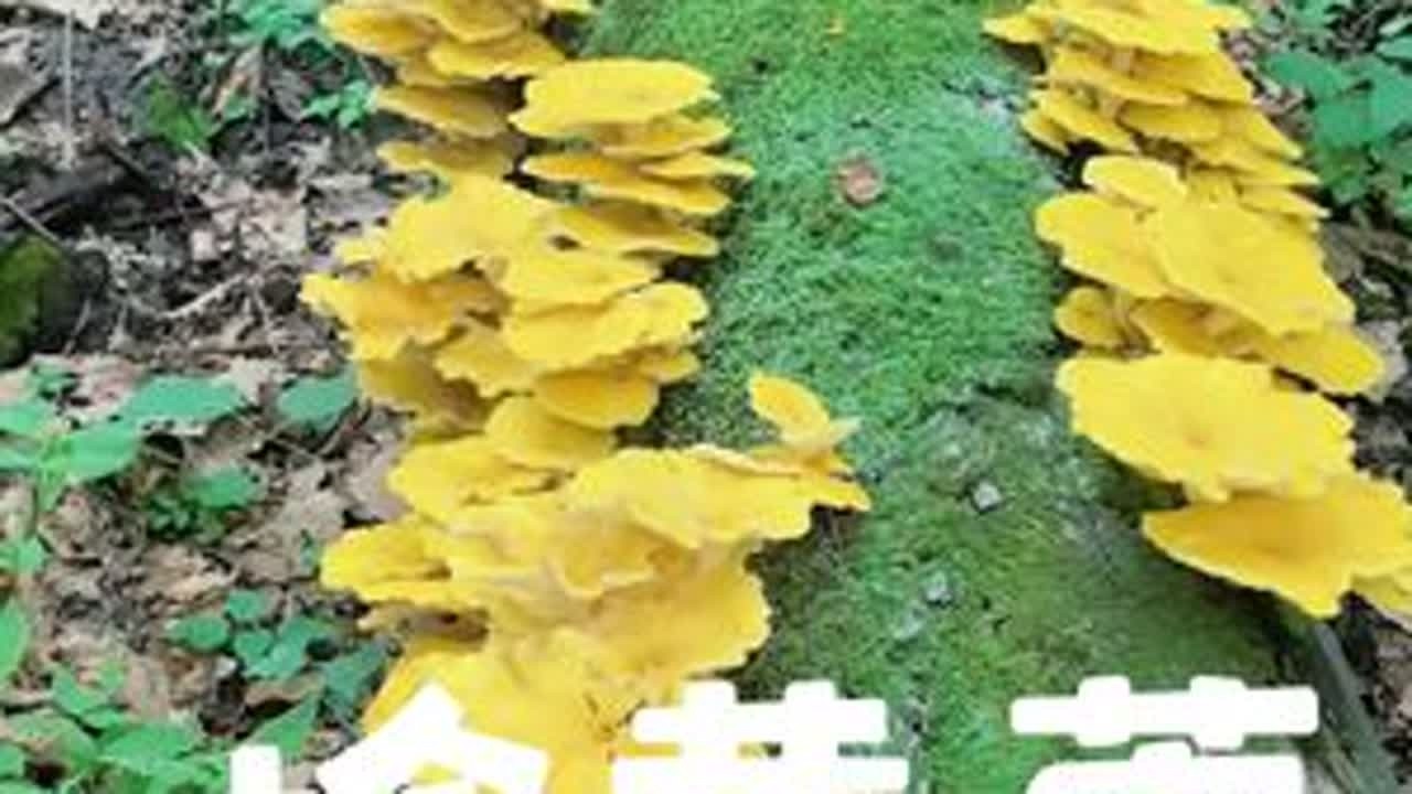 2025年7月5日，今天遇到了榆黄蘑大爆杆，跟朋友们分享我的喜悦