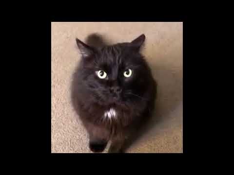 Maxwell cat attacks, finally awake meme
