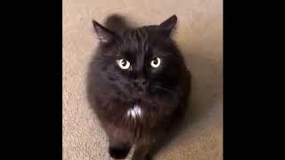 Maxwell cat attacks, finally awake meme