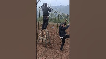 Thumbnail of Farmer use bamboo making greenhouse frame
