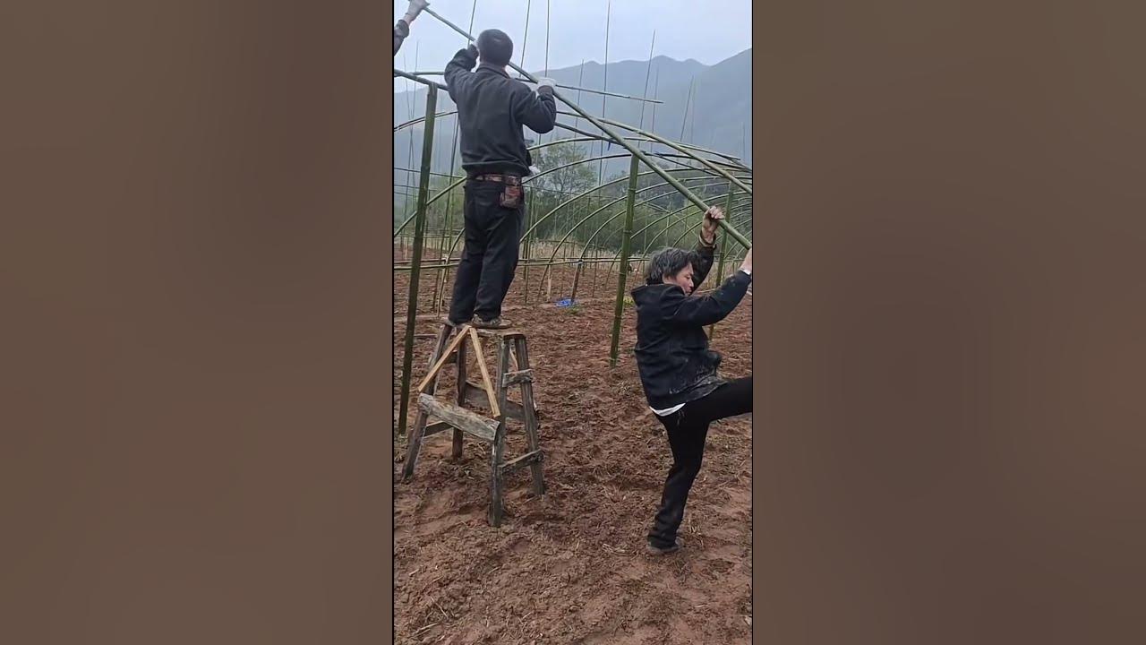 Farmer use bamboo making greenhouse frame