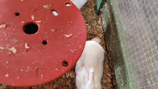 Ayla visits Laity Pumpkin Patch - Part 7