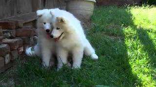 Gidgmom 9 2 by SamoyedMoms 1,150 views 10 years ago 1 minute, 7 seconds