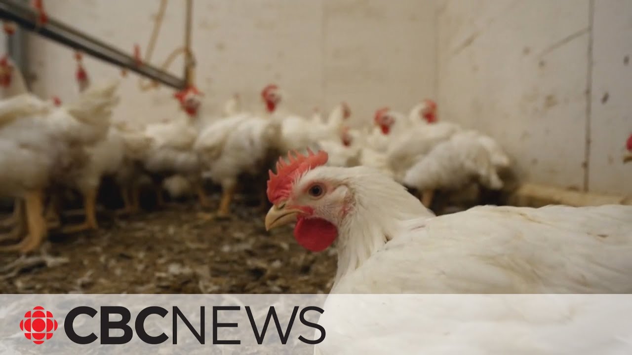 CFIA investigating avian flu outbreaks at poultry farms in 7 provinces