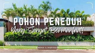 RUMAH  BISA SEJUK BANGET! JENIS POHON PENEDUH BERGUNA | Tanaman Serbaguna PASTIKAN Ada di HALAMANMU!