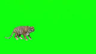 Green Screen Tiger Effect Part 2