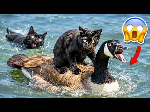 You’ll Be In Tears 😂 | Funniest Pet Moments Ever Recorded With Cats And Dogs 😹🐶🤣