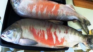 Лосось холодного копчения, готовим по моему авторскому рецепту Лосось холодного копчения, готовим по моему авторскому рецепту