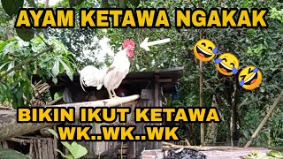 AYAM KETAWA NGAKAK ‼️ SUARA AYAM KETAWA BIKIN IKUT KETAWA | Hidup di Hutan Eps #54