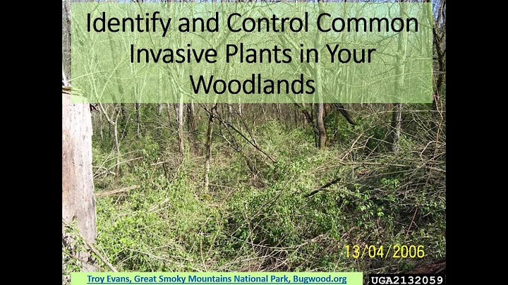 ID and Control Common Invasive Plants in Your Woodlands