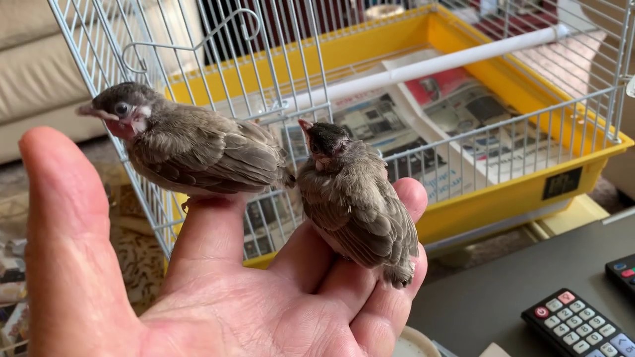 مراحل نمو افراخ البلابل ووضع الحلقات لهم