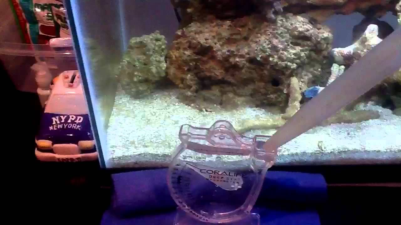 How to test salinity in a saltwater aquarium YouTube