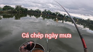 Fishing | Câu Đài | Câu Cá Chép Mùa Mưa | Mồi Câu Rô Phi Dịch Vụ | Nghiện Câu TV